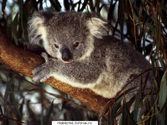:nod: koala