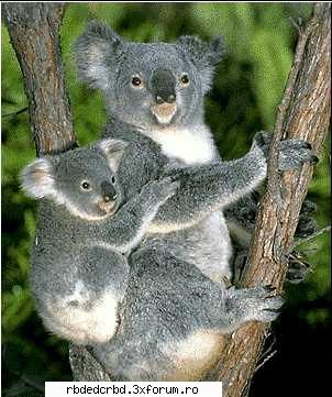 KOALA - anahi_dulce - Arhiva