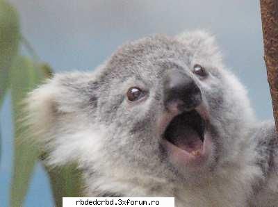 KOALA - anahi_dulce - Arhiva