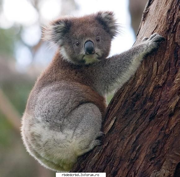 KOALA - anahi_dulce - Arhiva