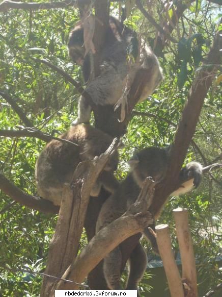 KOALA - anahi_dulce - Arhiva