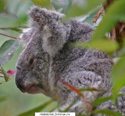 KOALA - anahi_dulce - Arhiva