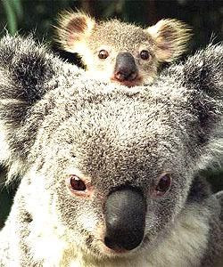 KOALA - anahi_dulce - Arhiva