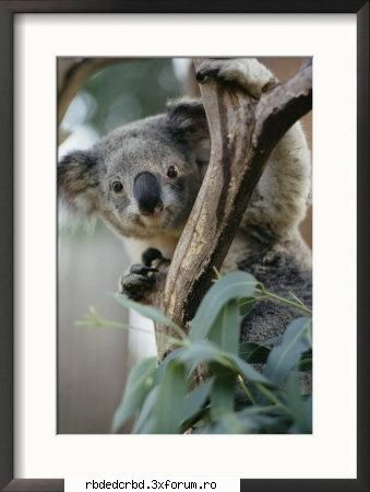 KOALA - anahi_dulce - Arhiva