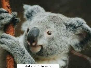 KOALA - anahi_dulce - Arhiva