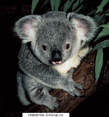 KOALA - anahi_dulce - Arhiva