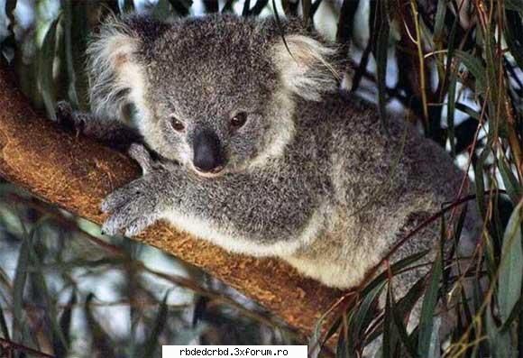 KOALA - anahi_dulce - Arhiva