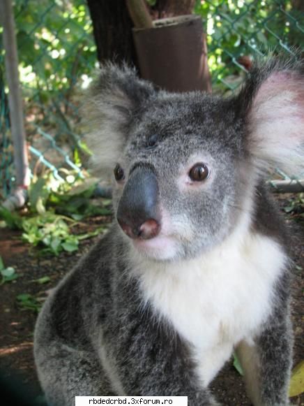 koala tinker bell-administrator