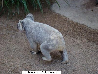 koala tinker bell-administrator