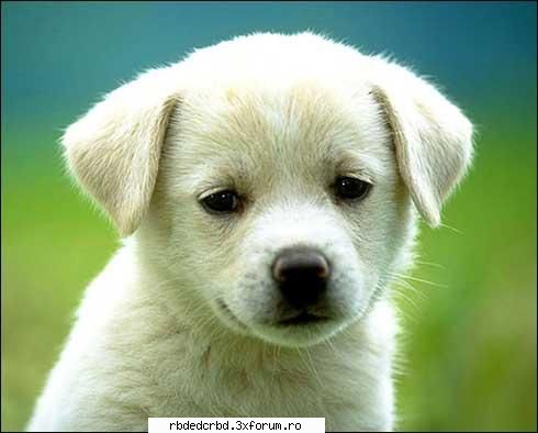Nota pt animalutze - ce dulce eeee...10 - CAFENEA