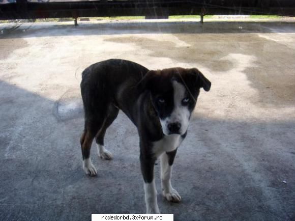 POZE CU ANIMALUTELE NOASTRE - deci el este cainele meu se numeste pogo - Arhiva