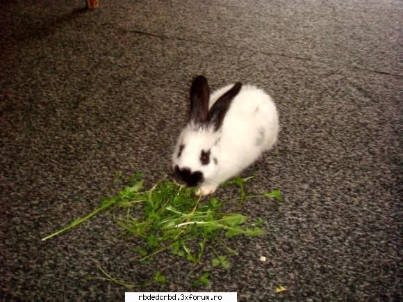 POZE CU ANIMALUTELE NOASTRE - asta e ambrozie iepurele meu - Arhiva