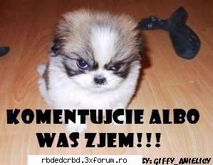 poze noastre scris:my dog .se numeste titinu gasit poza