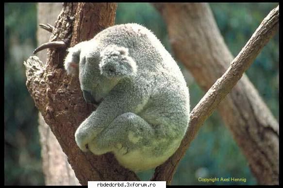 koala ador ursii pufosi tinker bell-administrator