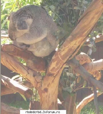 koala tinker bell-administrator
