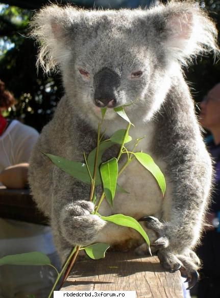koala tinker bell-administrator