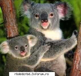koala tinker bell-administrator