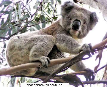 koala tinker bell-administrator