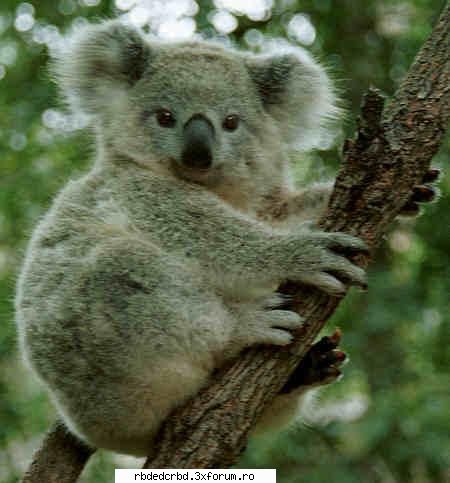 koala tinker bell-administrator
