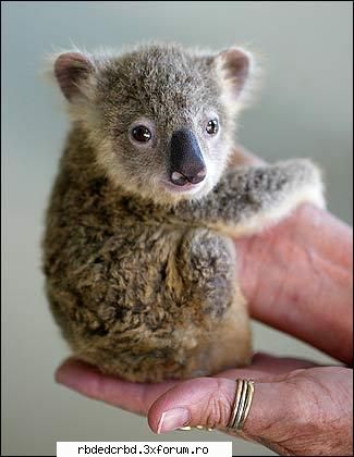 koala tinker bell-administrator