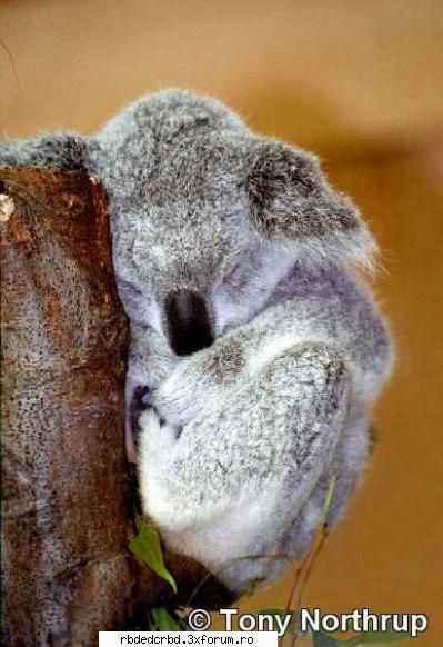 koala tinker bell-administrator