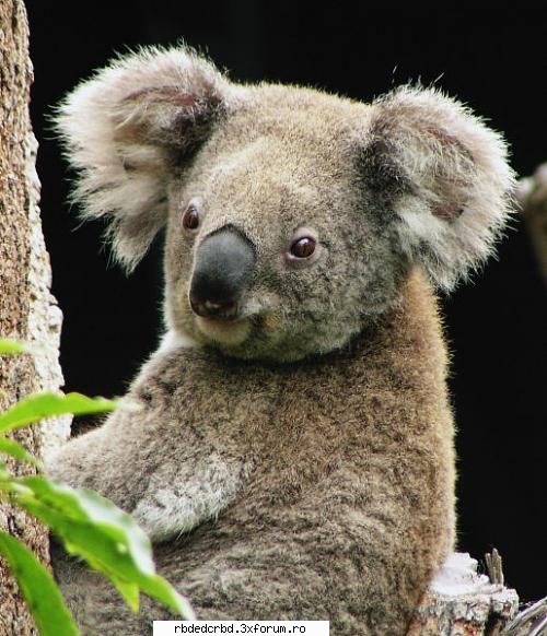 koala tinker bell-administrator