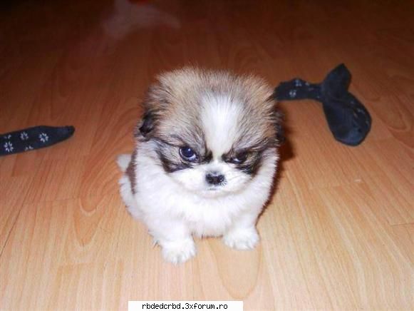 poze noastre dog .se numeste titi tinker bell-administrator